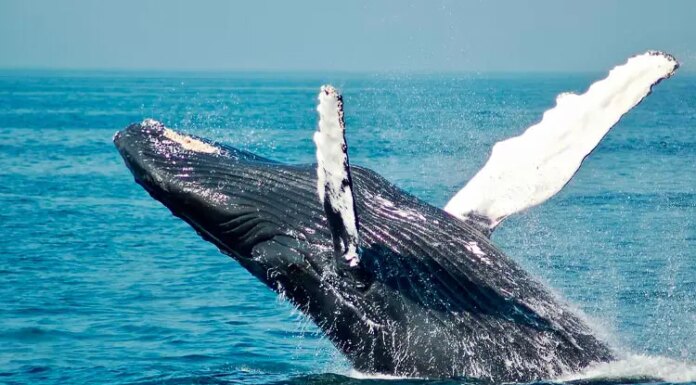 Las ballenas aprovechan la subida y venden Bitcoin