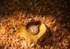Punto de ruptura: el destino de Bitcoin depende del soporte de $25,400, $20,500 se vislumbra como un posible fondo