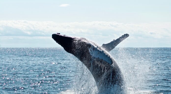 Whale mueve 2.910 Bitcoin (BTC) para intercambiar en medio de advertencias del FBI, ¿una señal bajista?