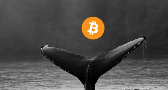Las ballenas Bitcoin se cargan con $1.5 mil millones en BTC en medio de la incertidumbre de los precios