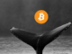 Las ballenas Bitcoin se cargan con $1.5 mil millones en BTC en medio de la incertidumbre de los precios