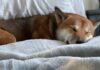 ¿Shiba Inu se está preparando para un aumento del 60%? Indicadores clave a tener en cuenta