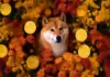 ¿El ‘Uptober’ de Dogecoin aparecerá tarde?