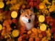 ¿El ‘Uptober’ de Dogecoin aparecerá tarde?