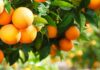 Binance es como una tienda de comestibles que vende naranjas y la SEC debería dejarlo en paz, dice Crypto Lobby Group
