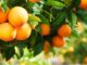 Binance es como una tienda de comestibles que vende naranjas y la SEC debería dejarlo en paz, dice Crypto Lobby Group
