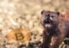El final está cerca para Trellor (TRB): el criptoanalista dice que se prepare para una caída del 50%
