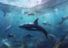 Las ballenas apuntalan a Dogecoin mientras el meme intenta recuperarse