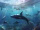 Las ballenas apuntalan a Dogecoin mientras el meme intenta recuperarse