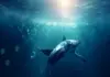 Ethereum: las ballenas se dan a conocer en medio del aumento de precios