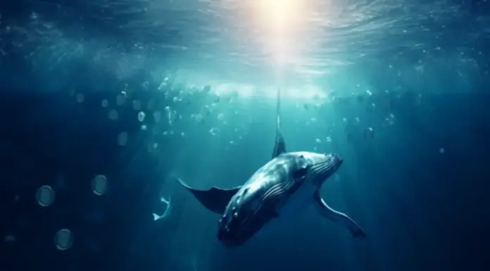 Ethereum: las ballenas se dan a conocer en medio del aumento de precios