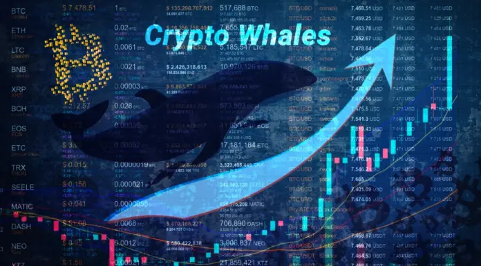 Las ballenas pierden la fe en las monedas tradicionales y se vuelven optimistas con esta joya escondida de preventa