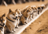 ¿Dogecoin se está preparando para una corrida alcista? Aquí están las probabilidades