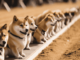 ¿Dogecoin se está preparando para una corrida alcista? Aquí están las probabilidades