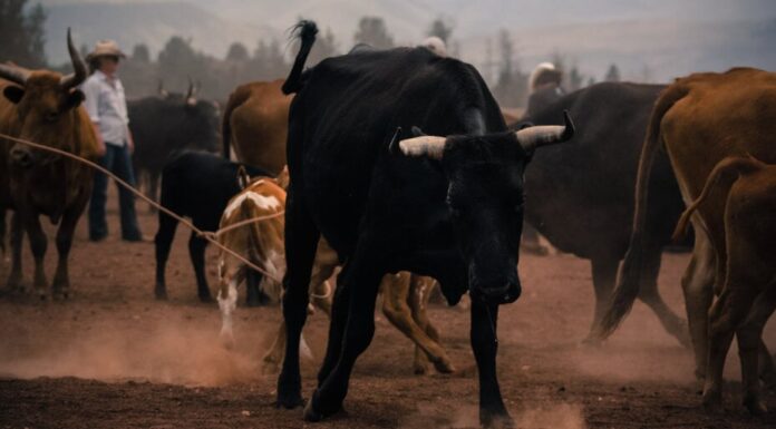 XRP, Cardano y Solana lideran las ganancias criptográficas durante la semana