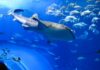 XRP disfruta de un repunte del 11% a medida que los tiburones y las ballenas alcanzan las tenencias más altas en 2023