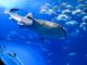 XRP disfruta de un repunte del 11% a medida que los tiburones y las ballenas alcanzan las tenencias más altas en 2023