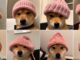 Esta semana en Crypto Twitter: perro nuevo, viejos trucos