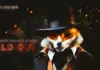 El triunfo anticipado del rebelde Satoshi: por qué está atrayendo a los inversores de Terra (LUNA) y Shiba Inu (SHIB)