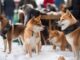 Shiba Inu se eleva un 23% antes de caer un 14%: ¿Continuará la subida?
