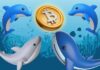 Las ballenas Bitcoin baten un nuevo récord y compran 20.000 BTC