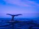 Crypto Whale gasta 25 millones de dólares en Altcoins de Ethereum después de que la SEC despejara el camino para los ETF de Spot Ether