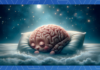 Las siestas energéticas pueden evitar que el cerebro se encoja, según un estudio