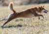 Olvídese de Dogecoin, Shiba Inu se convertirá en el mejor perro: un experto predice una capitalización de mercado de $ 100 mil millones