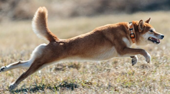 Olvídese de Dogecoin, Shiba Inu se convertirá en el mejor perro: un experto predice una capitalización de mercado de $ 100 mil millones