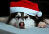 Perro ¿qué qué? Memecoin irrumpe en el puesto 86 con un repunte del 320%: ¿qué está pasando?