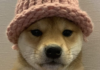 Dogwifhat bajó dos dígitos mientras las monedas Meme recuperaban las ganancias de la semana pasada
