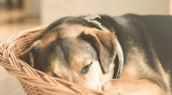 Shiba Inu (SHIB) se desploma a medida que la venta de ballenas amortigua el impulso – Detalles