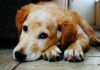¡Dogwifhat al veterinario! Meme Coin necesita atención médica después de la caída de precios: analista