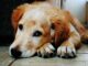 ¡Dogwifhat al veterinario! Meme Coin necesita atención médica después de la caída de precios: analista