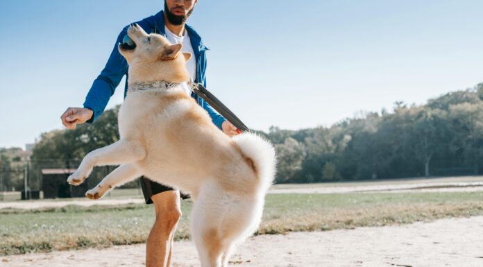 El precio de Shiba Inu (SHIB) aumenta gracias al creciente apoyo de 1,4 millones de poseedores