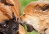 Los PUPS de Bitcoin aumentan un 81% en medio de la 'primera Memecoin' en la controversia de la red BTC