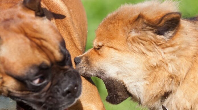 Los PUPS de Bitcoin aumentan un 81% en medio de la 'primera Memecoin' en la controversia de la red BTC