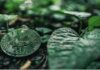 Green Bitcoin se lanza en Uniswap DEX y anuncia su inminente cotización en CEX