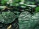 Green Bitcoin se lanza en Uniswap DEX y anuncia su inminente cotización en CEX