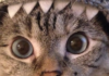 Pelea de gatos criptográficos: por qué las garras legales están afuera por Solana Meme Coin Shark Cat