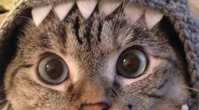 Pelea de gatos criptográficos: por qué las garras legales están afuera por Solana Meme Coin Shark Cat