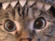 Pelea de gatos criptográficos: por qué las garras legales están afuera por Solana Meme Coin Shark Cat