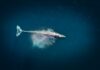 La ballena Ethereum emprende una ola de compras de 127.000 ETH, ¿fue Justin Sun otra vez?