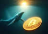 Las ballenas empujan a Bitcoin a un rango de consolidación estrecho: qué esperar a continuación