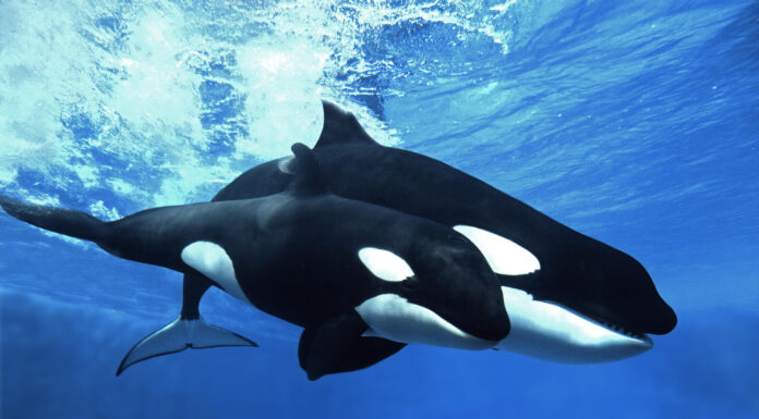 Las ballenas Cardano regresan a la mesa y aumentan las tenencias masivas en un 10%