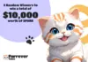 El rebote de Bitcoin y Ethereum genera optimismo en el mercado; Furrever Token presenta competencia de $20,000