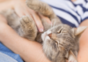 El juego de gatos 'Tickle-to-Earn' provoca un aumento masivo en las transacciones de Aptos