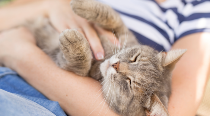 El juego de gatos 'Tickle-to-Earn' provoca un aumento masivo en las transacciones de Aptos