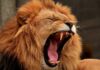 ¿Es este el próximo frenesí de acciones de memes? ROAR explota más del 300% después del movimiento GME de Kitty