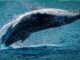 Ballena 'despierta' después de 5 años y ve cómo sus Bitcoins se aprecian un 1.680%